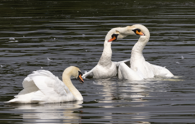Mute swans biting each other's necks Mute swans biting each other's necks