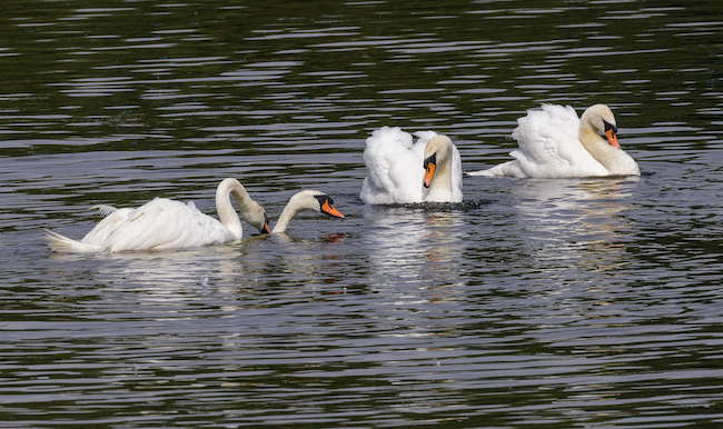 Mute swan drowning an opponent Mute swan drowning an opponent
