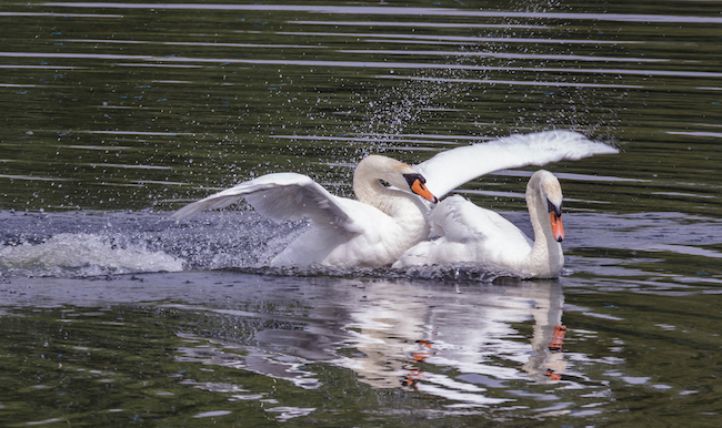 Mute swan fight continues Mute swan fight continues
