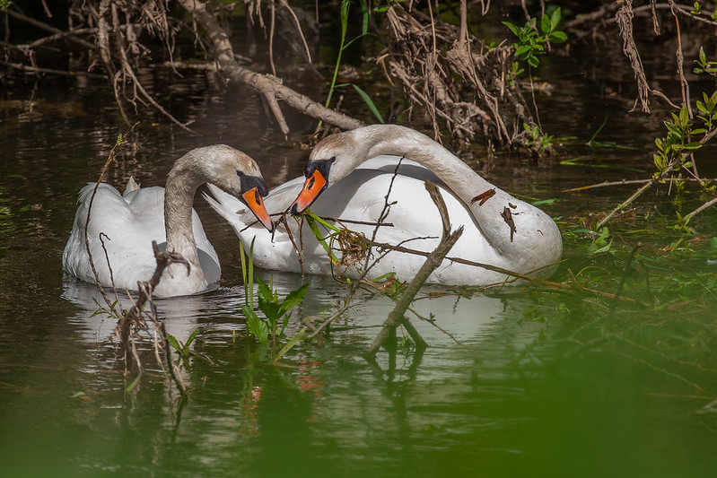 Pair of Mute Swans performing a synchronized courtship display near lush green riverbank vegetation.