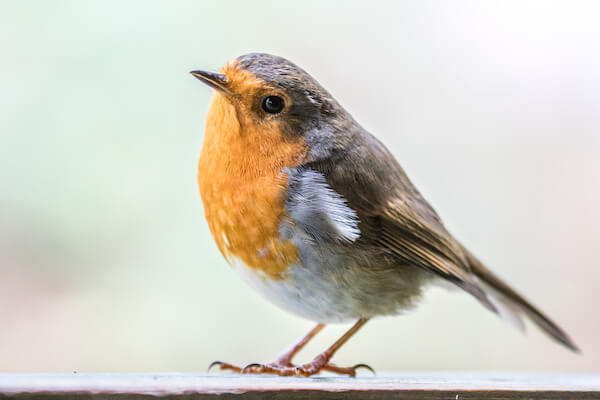 Tame robin