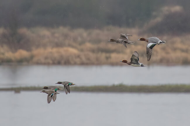 Teal and wigeon flying over Lagoon 1 at Rutland Water