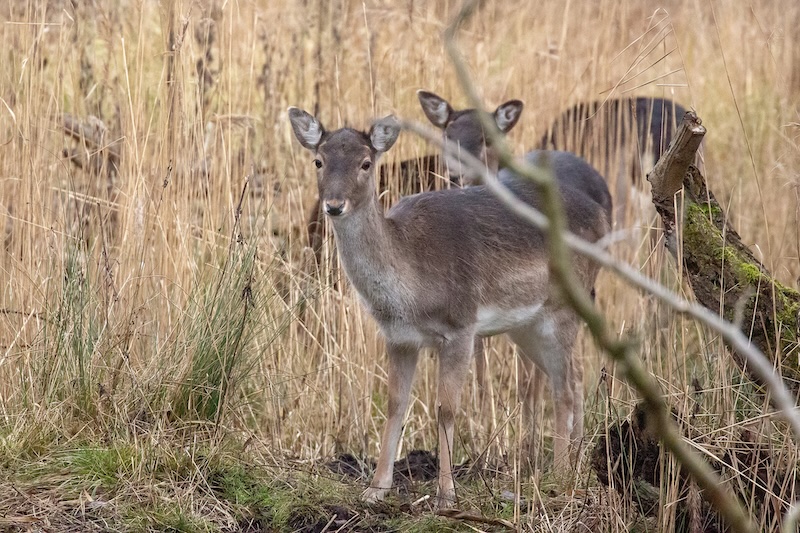 Fallow deer with their heads raised as they heard the camera shutter Fallow deer with their heads raised as they heard the camera shutter