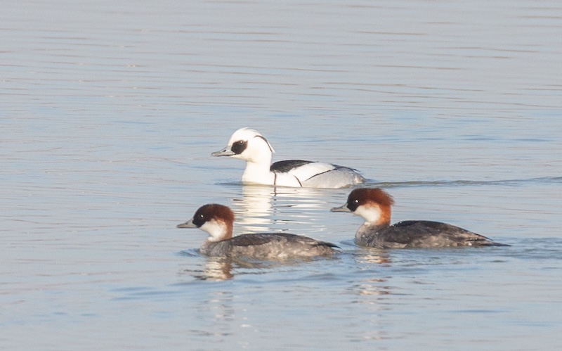 A male Smew with two female “redheads” swimming on still water. The male is bright white with black markings; the females have grey bodies and chestnut crests.