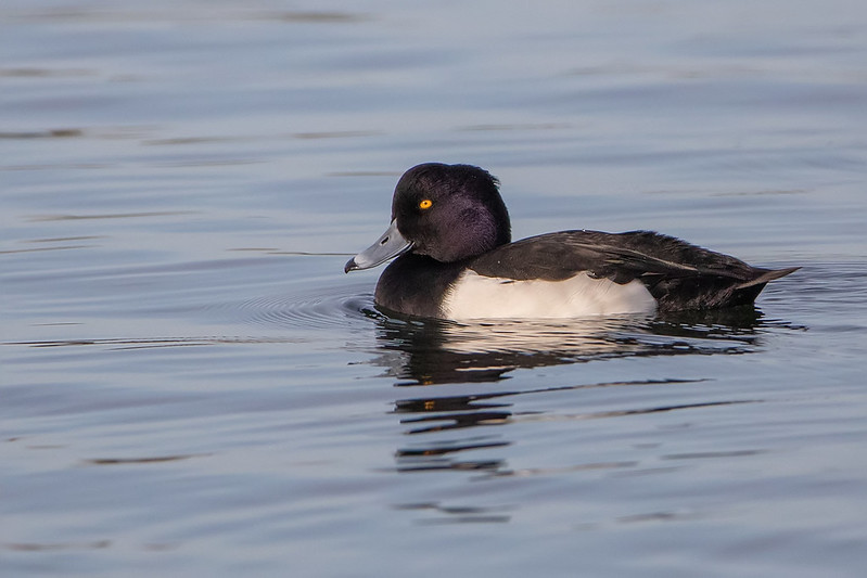 A male Tufted Duck floating on calm water, with striking black-and-white plumage, a yellow eye, and a small crest on the back of his head.