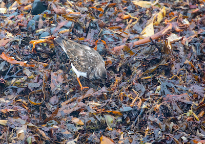 A wildlife photo of a Turnstone taken from a high angle, looking down.