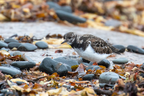 A wildlife photo of a Turnstone with a messy, distracting background of stones.