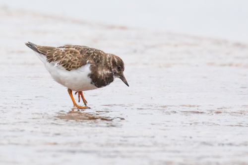 A successful example of low-angle wildlife photography showing a Turnstone with a soft, out-of-focus background.