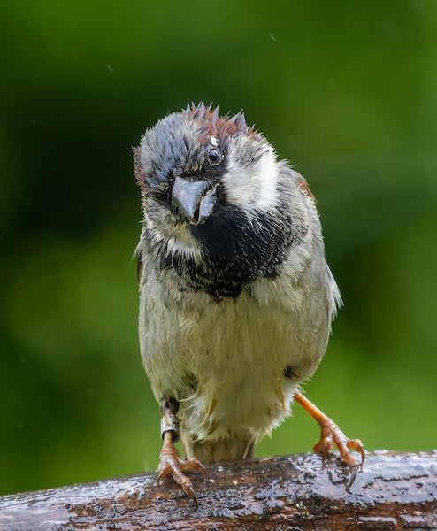 Photo of a wet sparrow