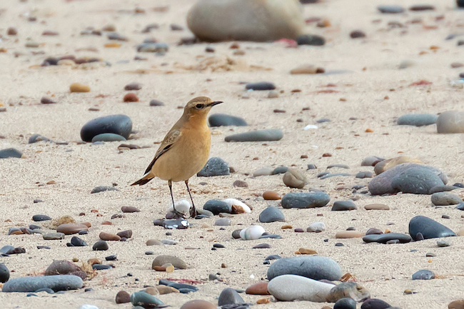 Wheatear on beach