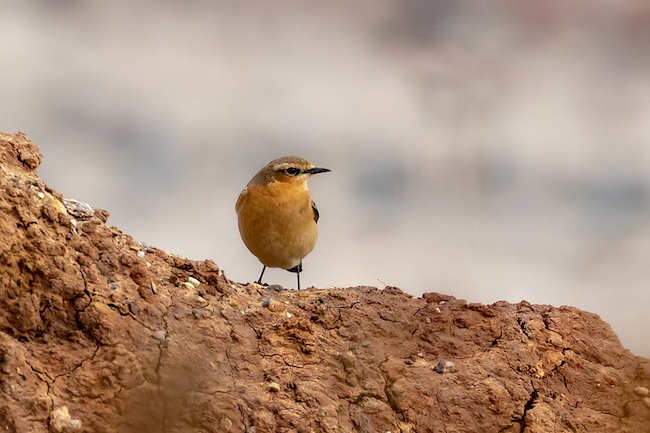 Wheatear on cliff