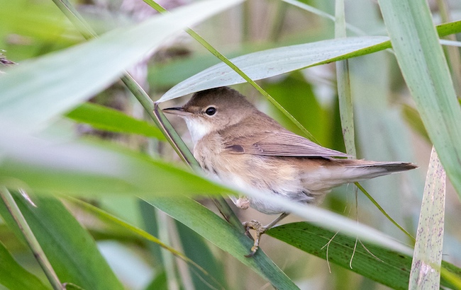 A Whitethroat among the reeds