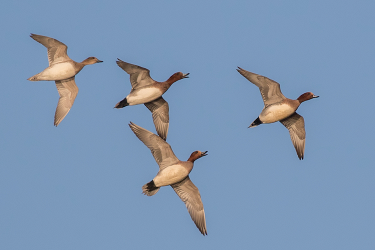 Flock of Eurasian Wigeon ducks flying in formation across a clear blue winter sky at RSPB Nene Washes.