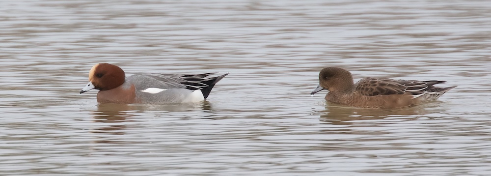 A wigeon pair on a lake, the male with a cinnamon head and pale crown, the female soft brown