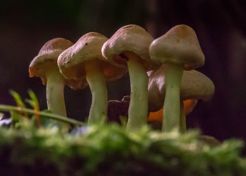 Cluster of woodland fungi on mossy log; soft side light reveals gill texture against a dark background