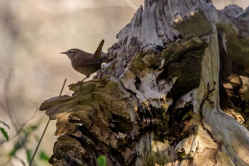 wren on a tree trunk