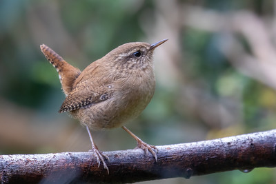 Wren on branch Wren on branch
