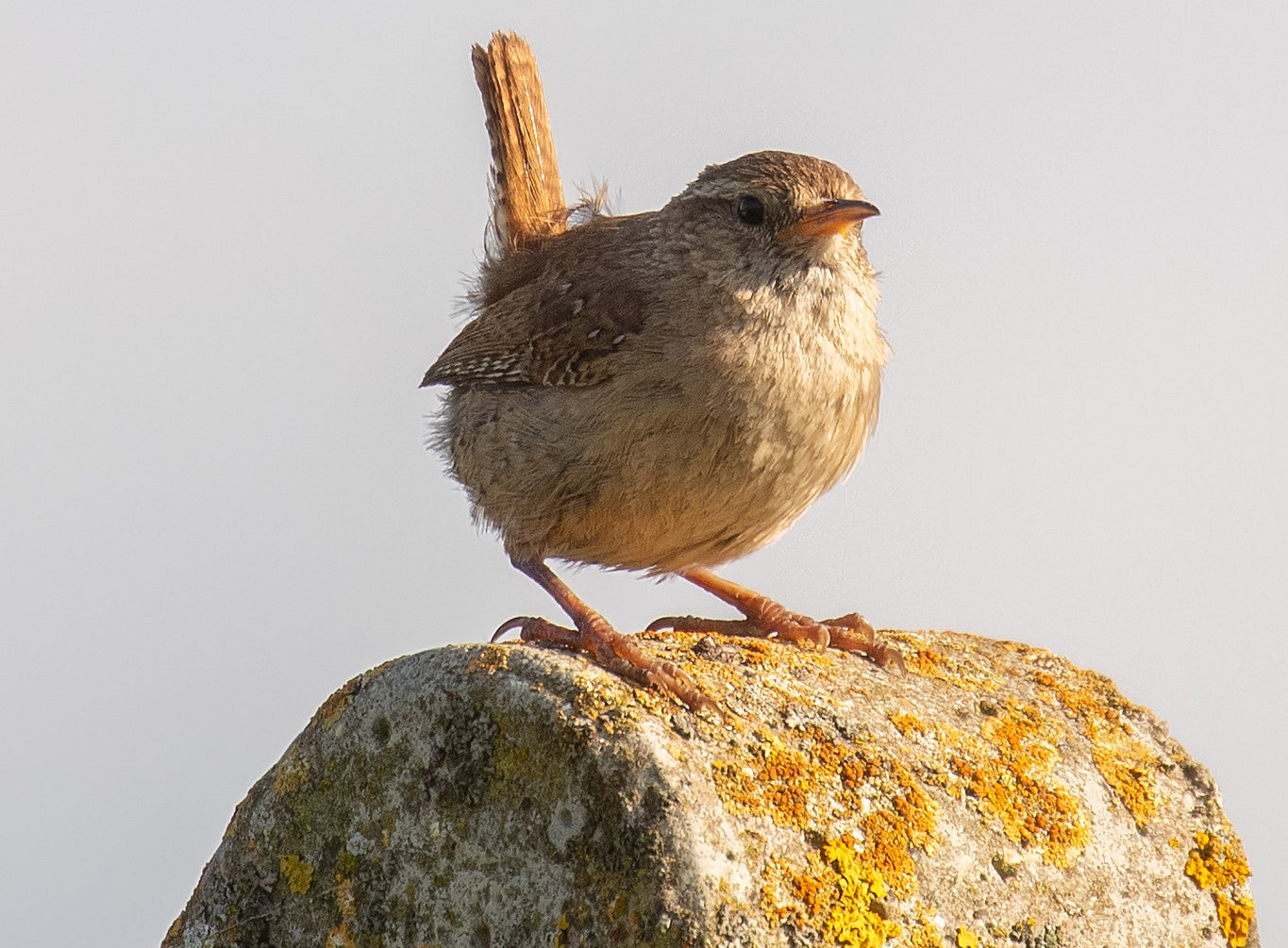 Wren with cocked tail and fine bill