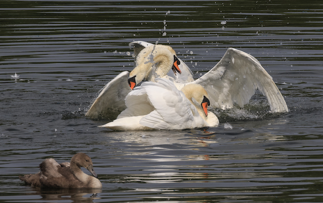 Three mute swans during a fight Three mute swans during a fight