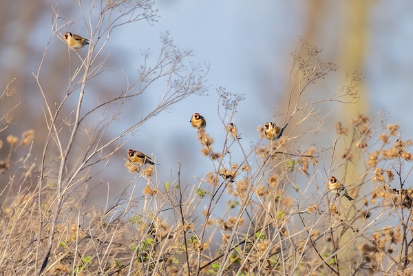 goldfinches on winter seedheads