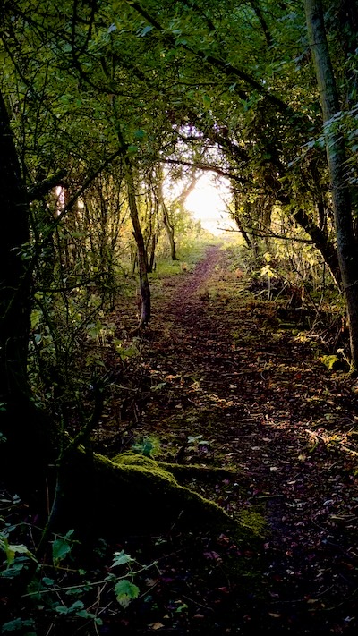 The path across the road from my house