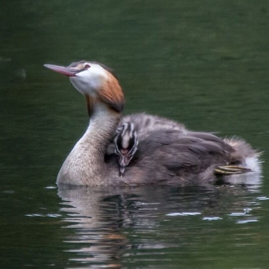 Great Crested Grebe swimming with a chick riding on its back - link to breeding diary.