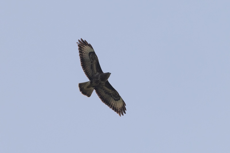 Buzzard photo after manual adjustments in Lightroom