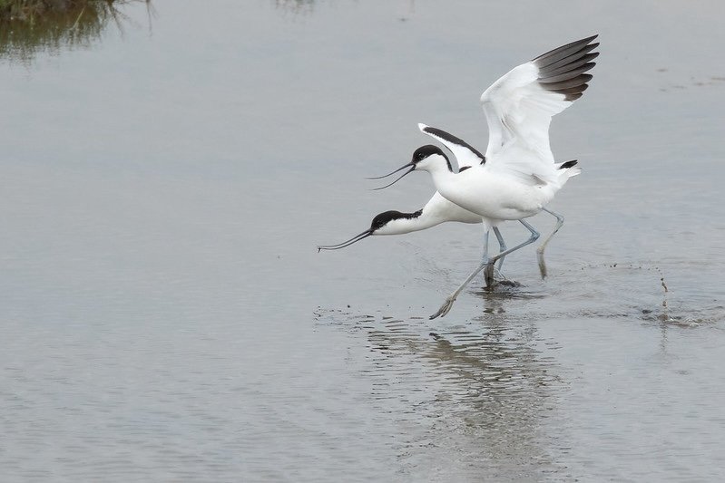 Avocets
