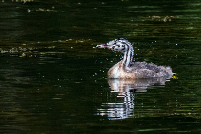 young great crested grebe chick shaking water from feathers young great crested grebe chick shaking water from feathers