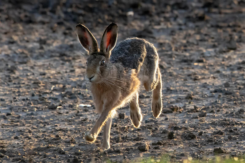 running hare backlit by morning light
