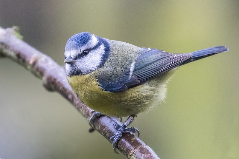 Blue tit isolated against smooth, distant background; clean separation
