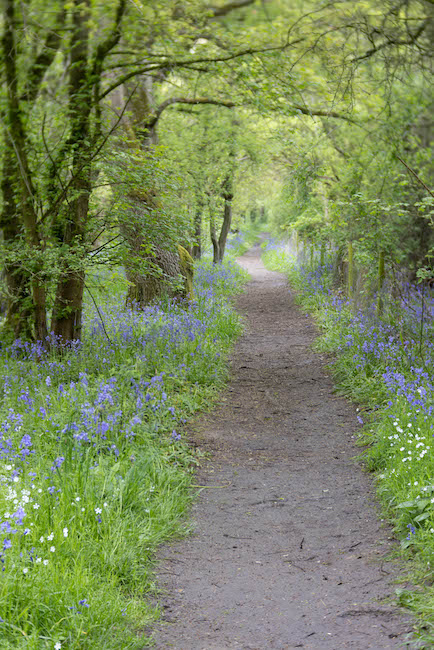 bluebell-walk