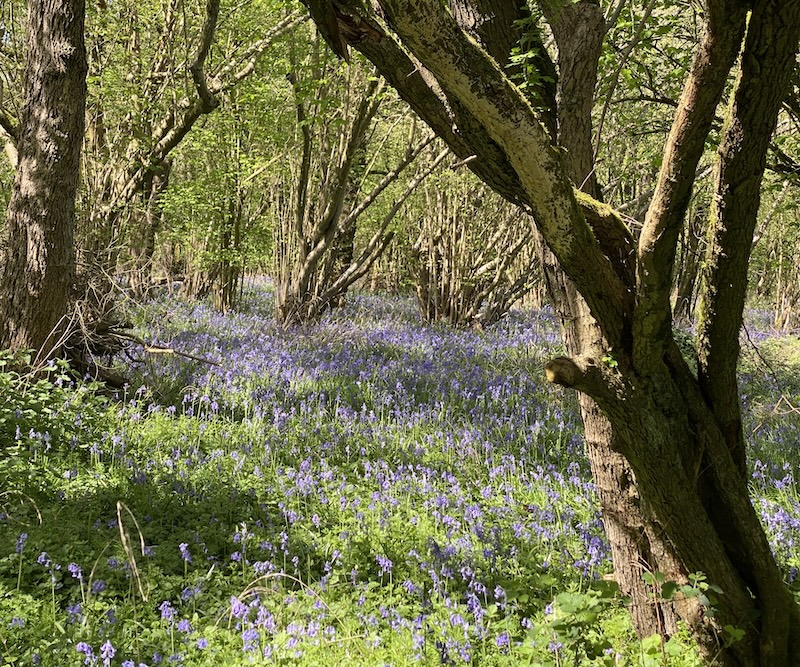 bluebell under the trees