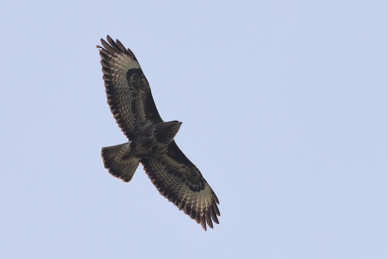 The Buzzard photo ended up grainy after editing