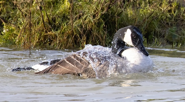 Canada goose in the river