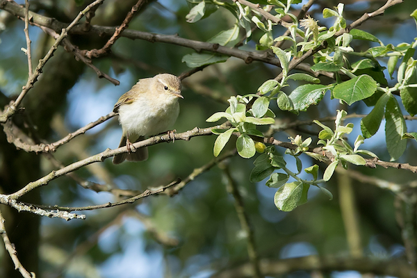 A Chiffchaff perched on a thin branch among fresh green leaves, with soft sunlight filtering through the woodland canopy.