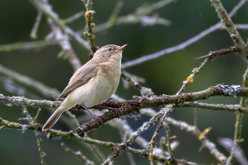 A chiffchaff among bare, lichen-covered twigs, olive-brown above and pale below