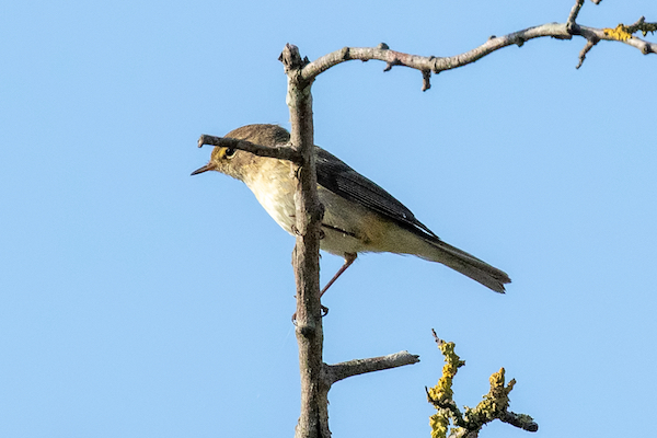 Chiffchaff perched on a branch with olive-brown plumage