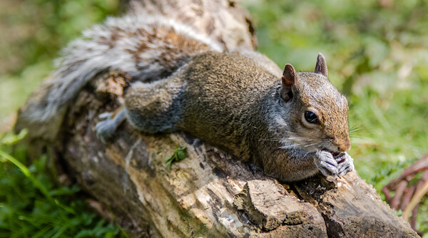 Chilled out squirrel