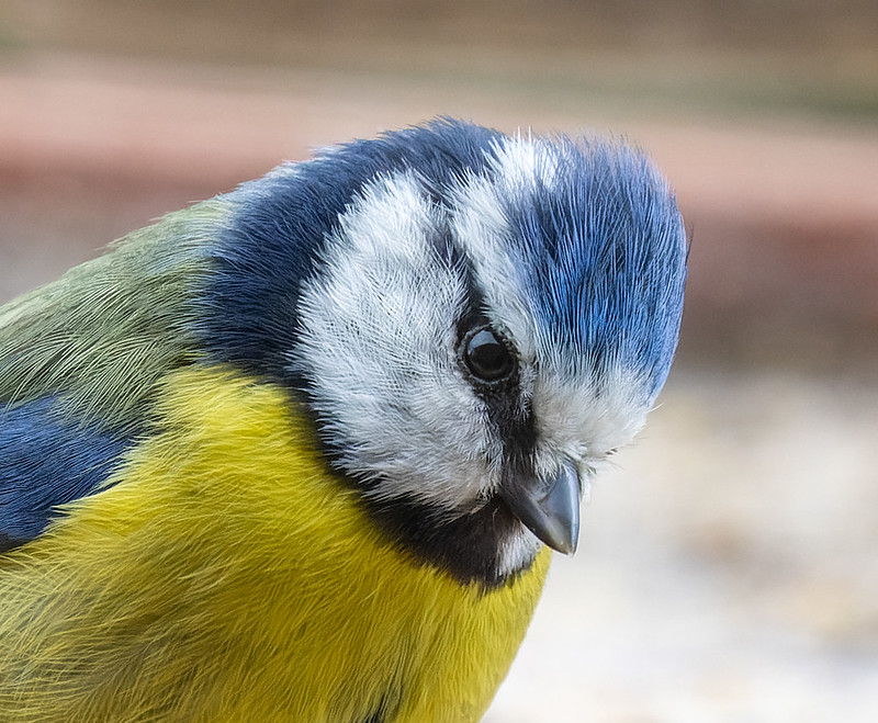 close-up-blue-tit close-up-blue-tit