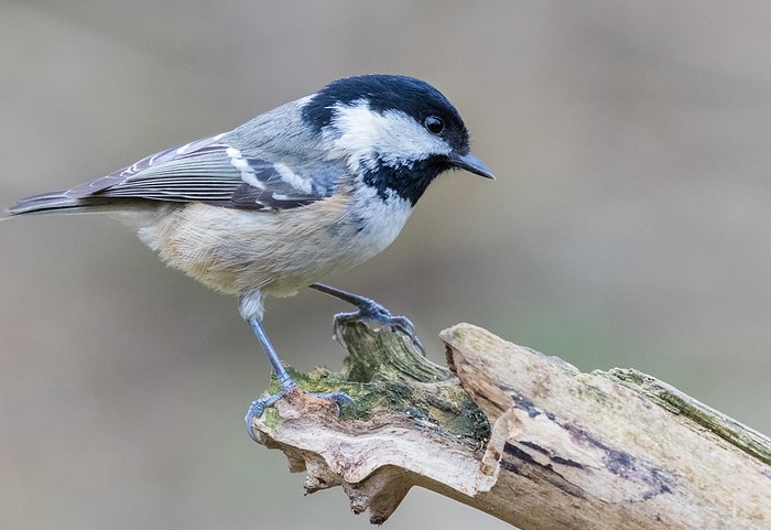Coal Tit perched on a branch showing black cap, white cheeks, and grey back