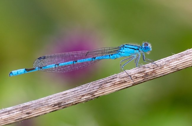 Common Blue Damselfly photo