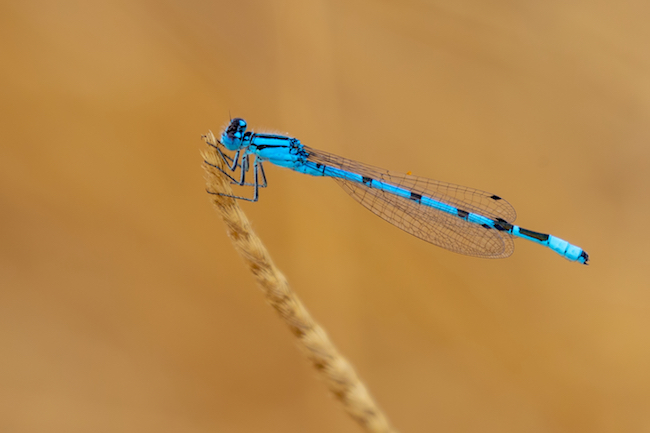 Common Blue damselfly with smooth background