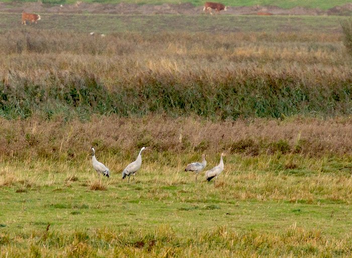 Family group of 4 Common Cranes distant in field at Nene Washes