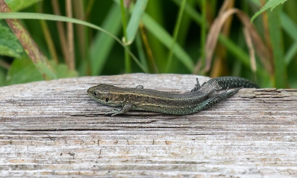 common lizard at lakenheath