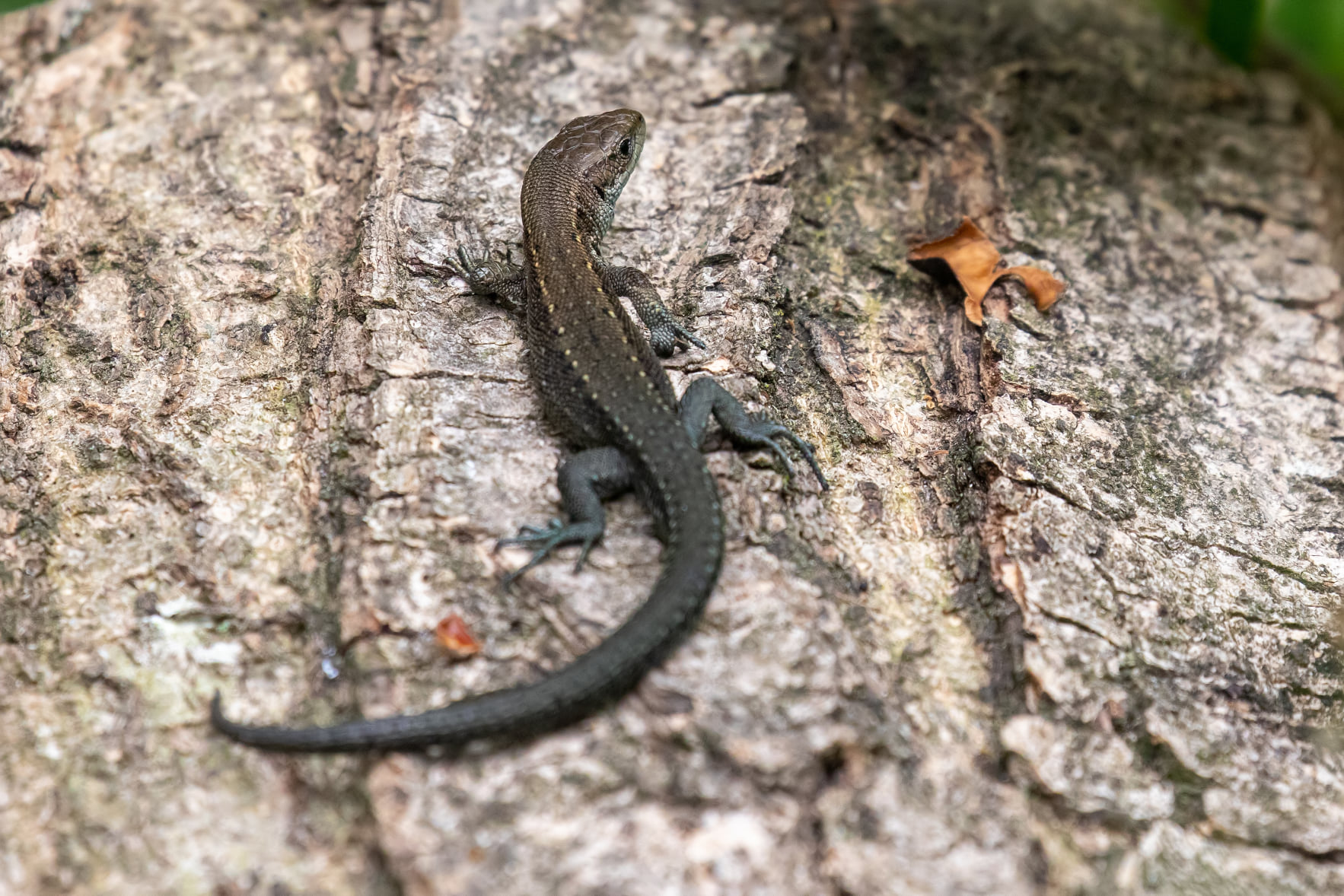 Common Lizard basking on a tree trunk