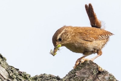 Wren on tree