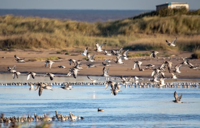 Flock of Curlew over Beacon Ponds