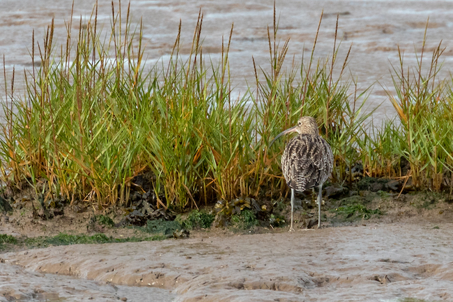 Curlew on the Humber Estuary