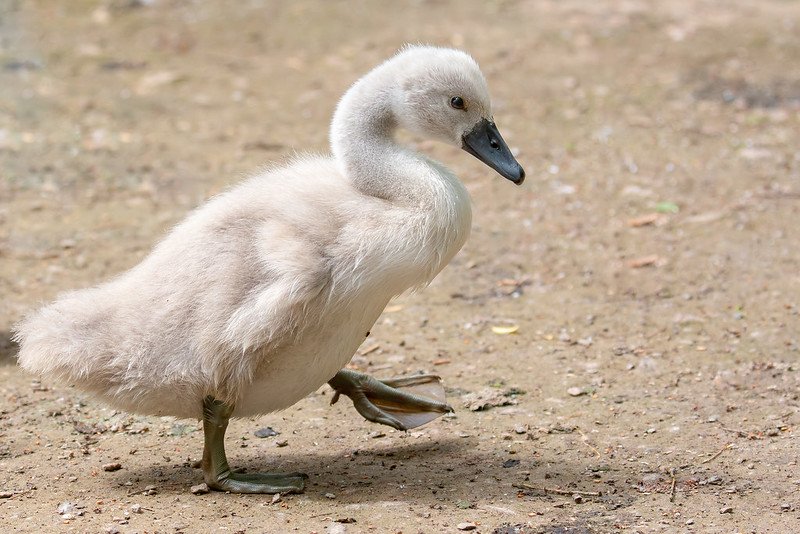 Fluffy grey Mute Swan cygnet confidently walking across a paved path away from the water.